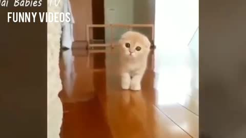 Try not to laugh the ghost cat