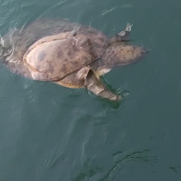 Accidental catch while fishing!