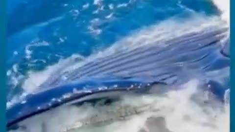 Whale Swallows Crocodile