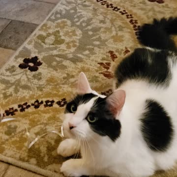 Rebel tge cat says "one more" 🎈