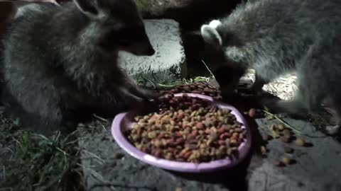 Two baby raccoons enjoying a midnight snack.