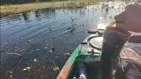 Pescaria de Tucunarés em Pereira Barreto