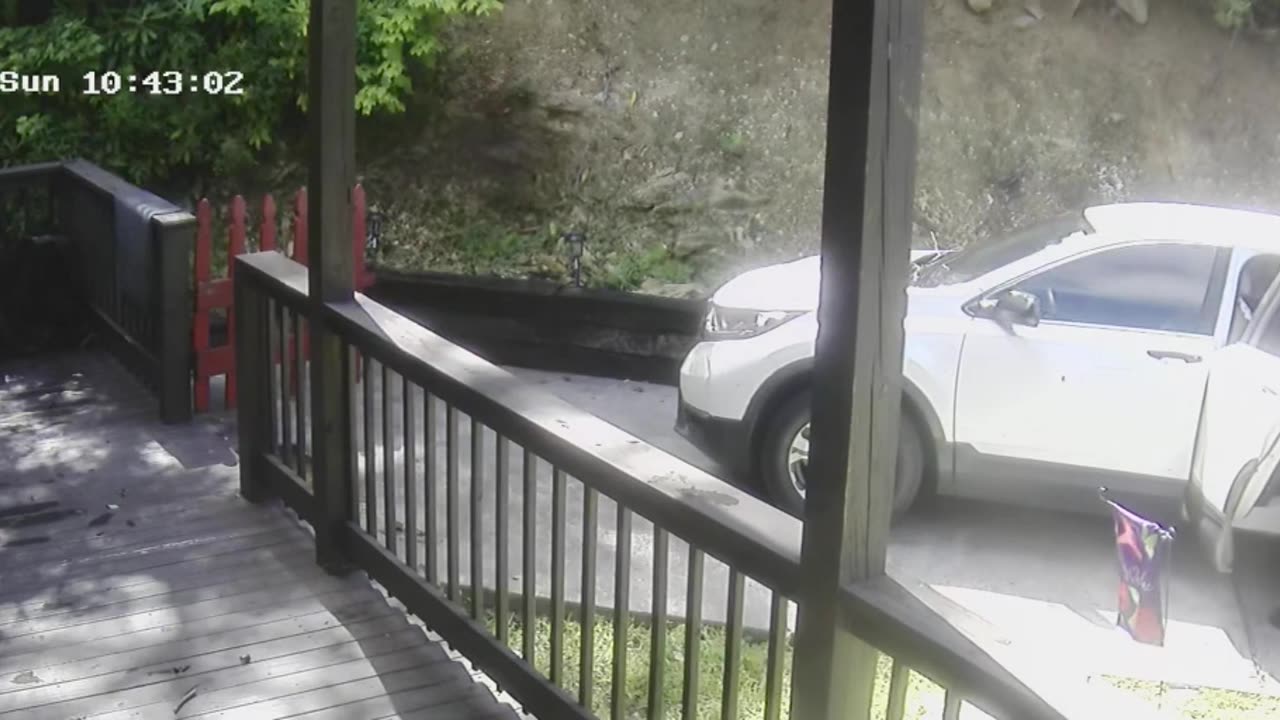 Hungry Bear Opens Car Door for Snacks