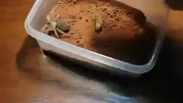 Scorpion 🦂 fighting with spiders