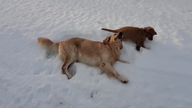 Golden Retriever Puppy Plays in the Snow