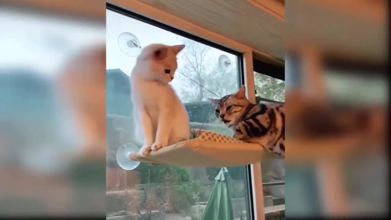 Cat Comedy Video Mast Watch