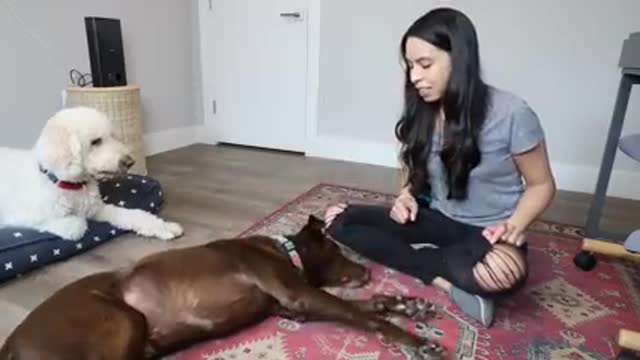 10 easy dog training in 10 minutes