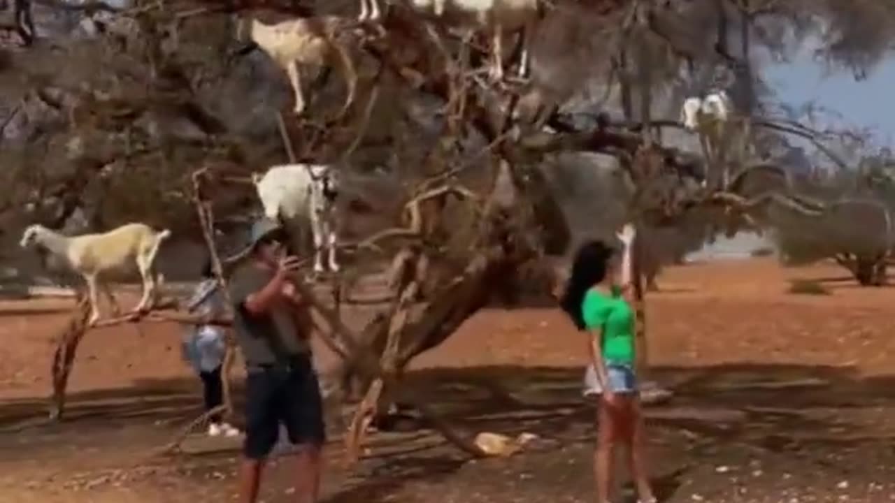 Goat Tree