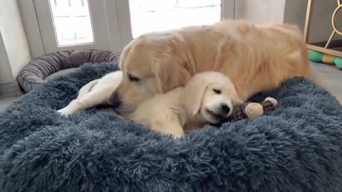 Golden Retriever Confused by Puppy Occupying his Bed when she has her own