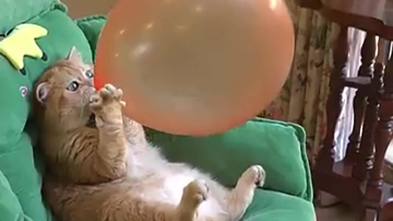 Funny cat wit magical act