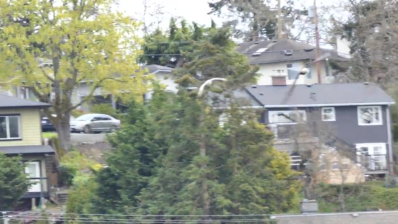 Ross Goose being chased by a Bald Eagle, Panama Flats, Victoria BC