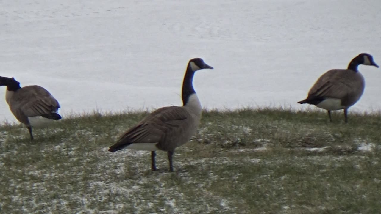 Canada Geese Arrived to a Hard Landing!