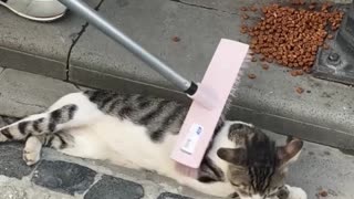 Stray Cat Being Brushed in Turkey