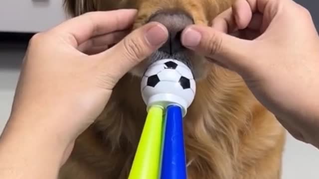 I didn't expect dogs to have such a function.
