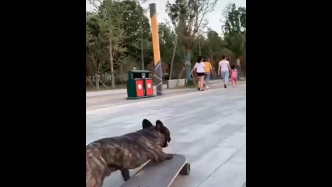 Adorable Eye-catching Funny And Cute Pet Videos - Try not to laugh Challenge