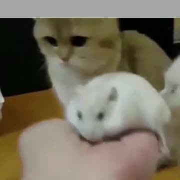 insolent modern cats