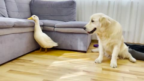 Golden Retriever Reacts to Giant Duck (So Funny!!)