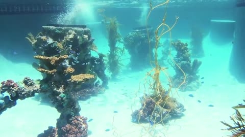 We turned our Pool into an Aquarium with Sharks!!