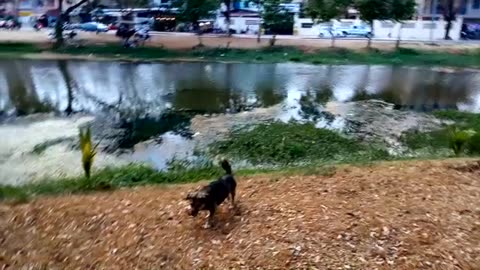 My Southeast Asia Life - Why do I always capture weird footage like dogs pooping?