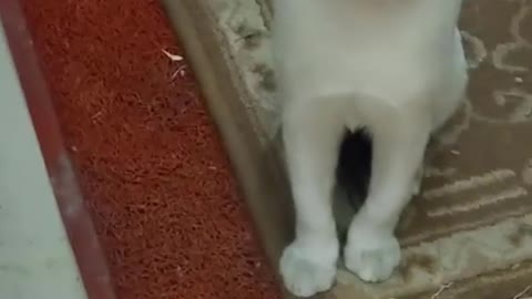 Cute and Funny Cat Meowing