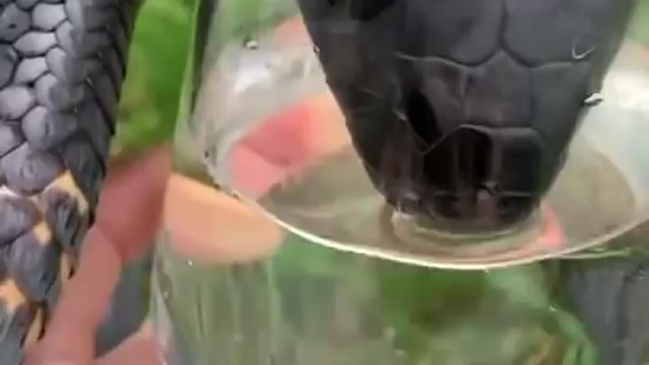 THIRSTY SNAKE GETS WATER