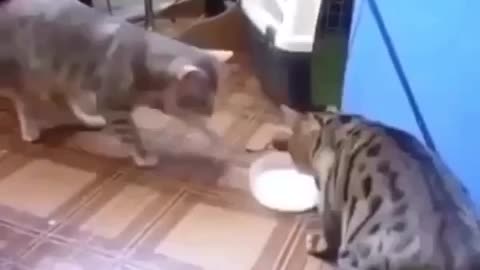 Funny cat