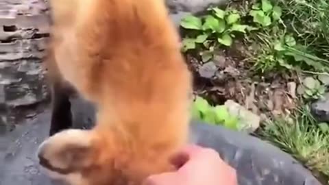 Best funny animal videos of the year 2023