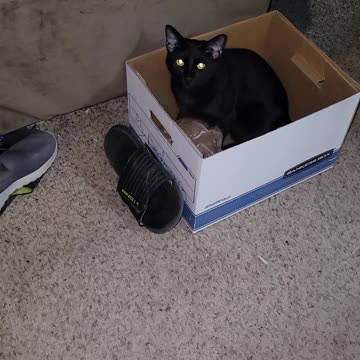 Hank wants the shoe