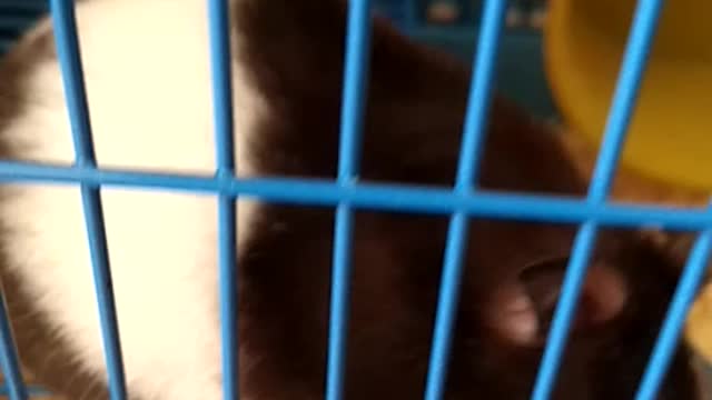 Hamster being fed in the morning