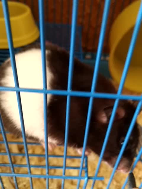 Hamster being fed in the morning