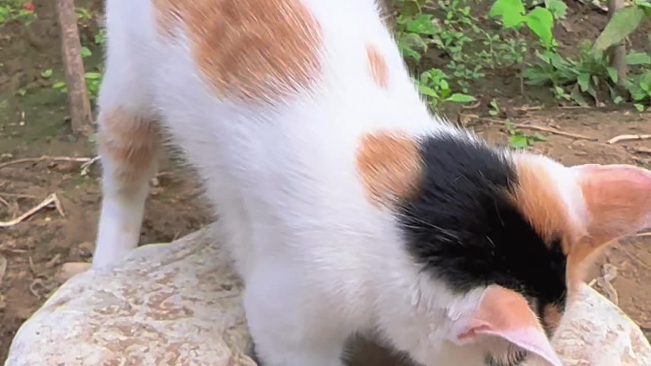 Cute Puppy and Cat Playing With Frog