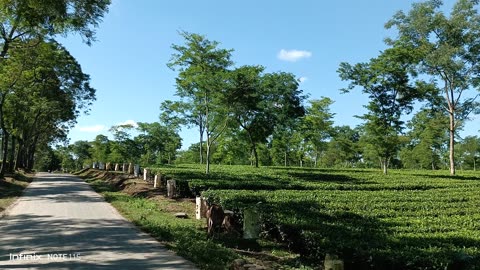 Nature video