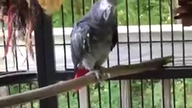 MAGA Parrot and his libtard girlfriend