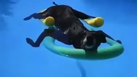 Dog floating on the water 💧