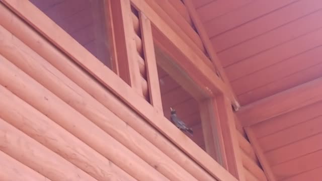 I'm Looking At The Man...Uh - Bird In The Mirror 😄