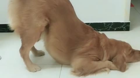 dog funny