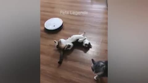 Funniest Animals 🤣😂 New Funny Cats and Dogs Videos 😹🐶
