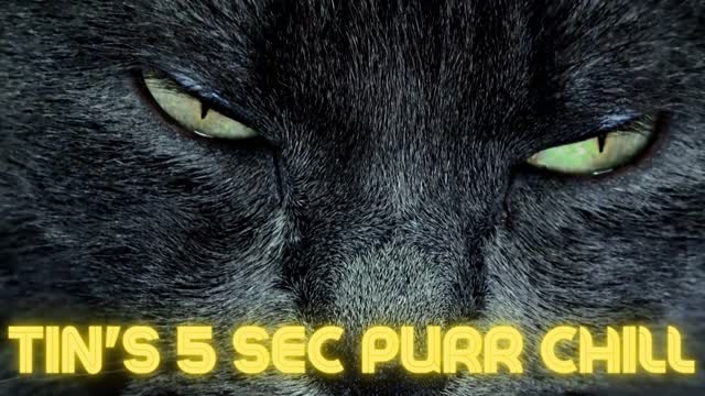 5 Second PURRRRRR