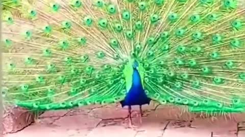 Beutiful 🦚 peacock_#Shorts_Videos