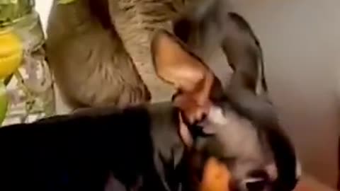 FUNNY_ANIMALS_VIDEOS