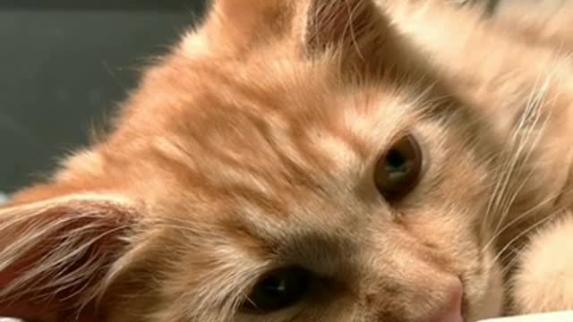 Interesting Facts about cats in Hindi| #shorts#knownfacts