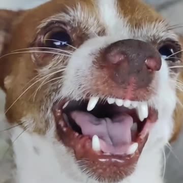 What's he laughing at? 😂 Dog laugh laughing ... funny pets life #2