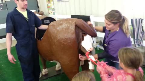 kid delivering calf from fake cow