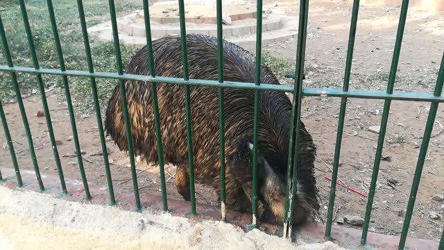 Black Feather Emu Knees Down To Pick Up Food