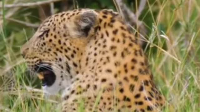 Wild Life Cheetah short drone video footage in Africa wild life