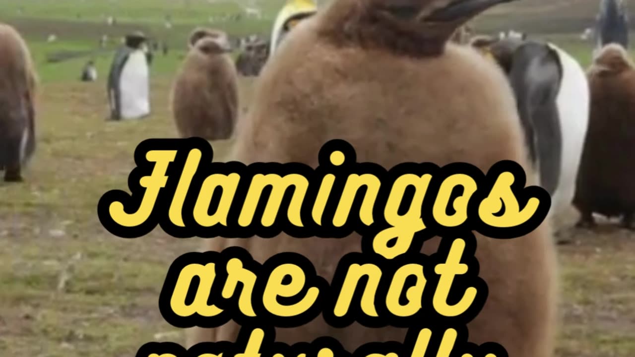 Animal Facts Flamingo Diet #shorts