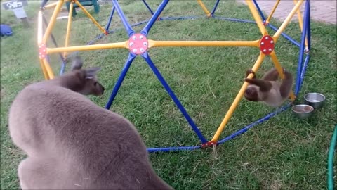 Cute baby sloths funny moments 😂