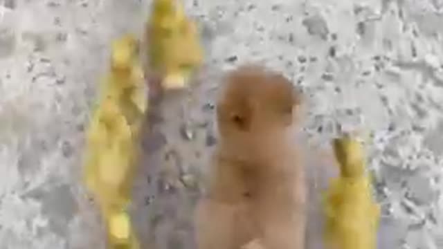 Funny Animal Videos - Awesome Funny Pet Animals | Cute Animals | Super Funny Dog Videos #short video