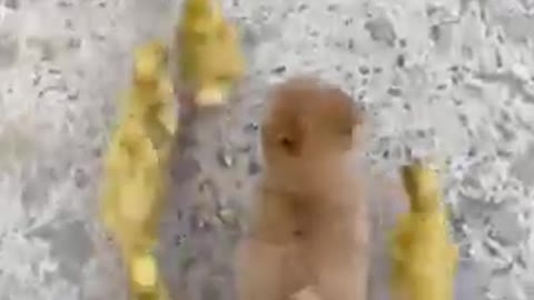 Funny Animal Videos - Awesome Funny Pet Animals | Cute Animals | Super Funny Dog Videos #short video