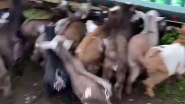 Mischievous and beautiful calves